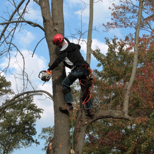 Fachberatung live: Baumschnitt und Anpflanzung in der Praxis